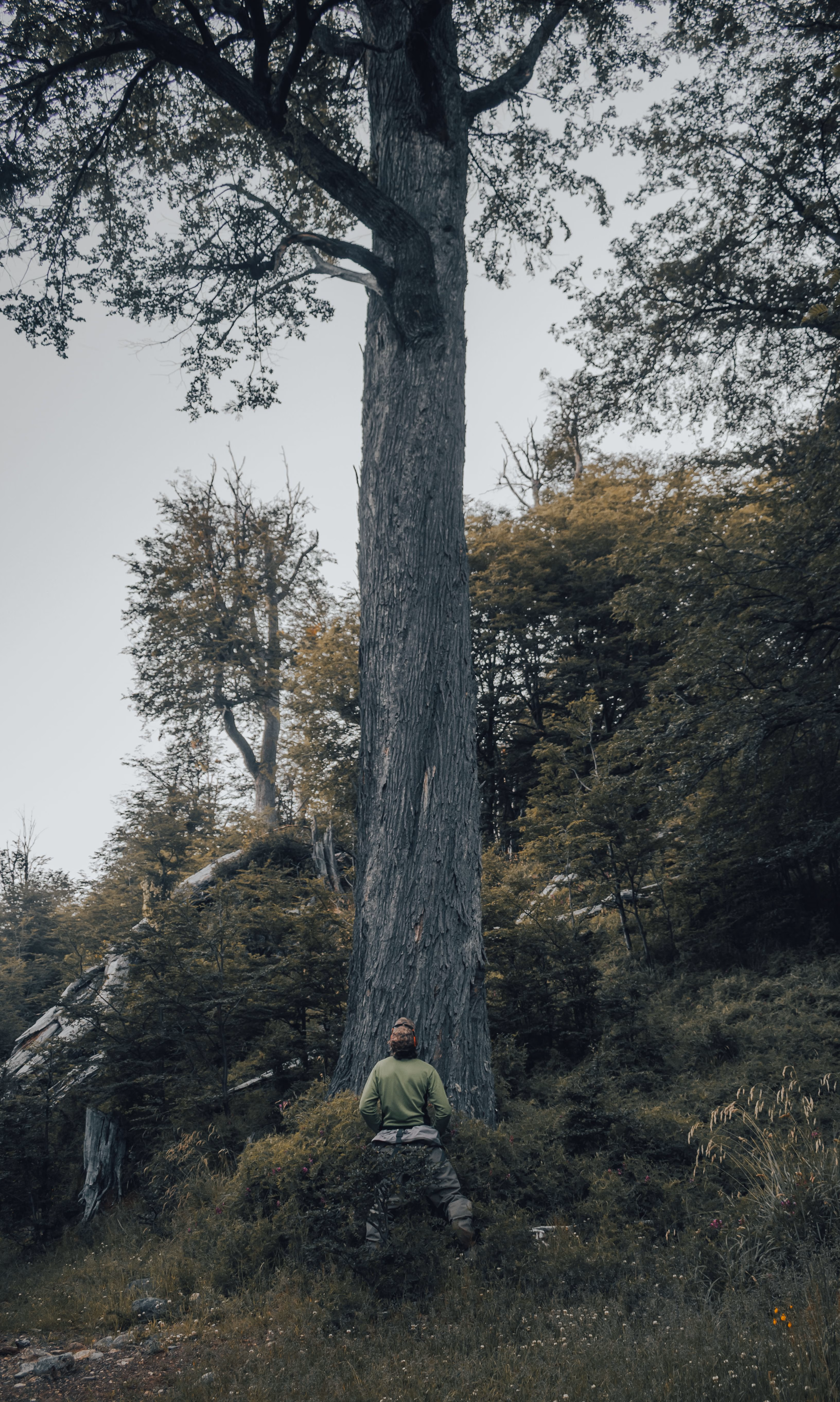 Arborist standing before a tall tree in woodland